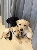 Green collar (Forest), a female Labrador Retriever for sale in Hercules, CA – Photo 5 of 6