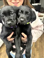 processed/4885dc29-14bf-48e6-bba9-0ad4a8d8e37b/listing/f9ccbd76-6387-4639-ac50-21a744f4315f/e1d19c2b-f5d4-4ff0-a954-be3a8e2f0062