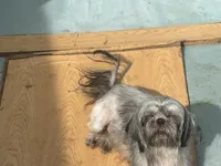 Cindy , a female Shih Tzu for sale in Newport, PA – 4 of 6