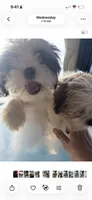Daisy, a female Shih Tzu for sale in Newport, PA – 3 of 4