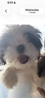 Daisy, a female Shih Tzu for sale in Newport, PA – 2 of 4