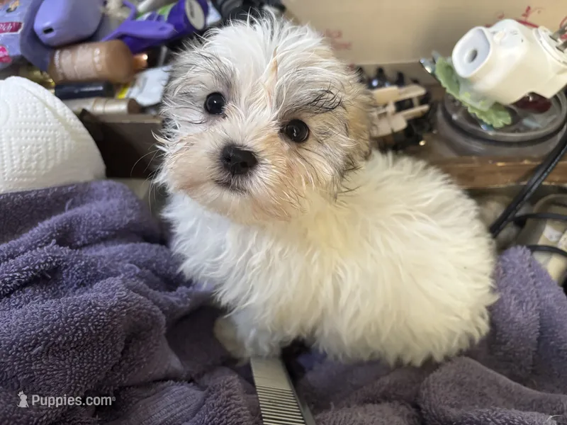 Bonnie – Mal Shi puppy for sale in Newport, PA
