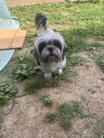 Cindy , a female Shih Tzu for sale in Newport, PA – 6 of 6