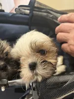 Pancake, a male Shih Tzu for sale in Newport, PA – 2 of 5