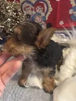 Fox, a male Yorkshire Terrier and Biewer for sale in Newport, PA – Photo 3 of 4