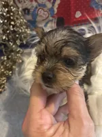 Fox, a male Yorkshire Terrier and Biewer for sale in Newport, PA – Photo 4 of 4