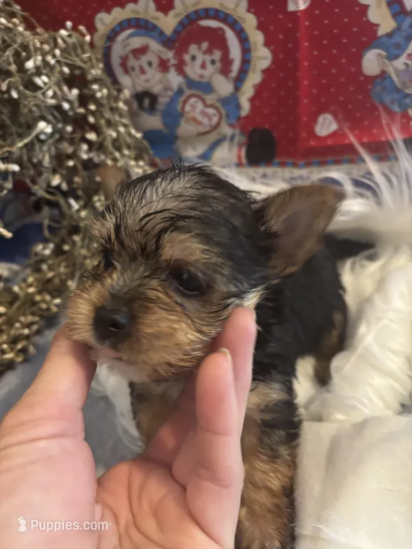 Fox, a male Yorkshire Terrier and Biewer for sale in Newport, PA – Photo 1 of 4