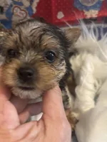 Fox, a male Yorkshire Terrier and Biewer for sale in Newport, PA – Photo 2 of 4