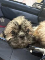 Girlie, a female Shih Tzu for sale in Newport, PA – 1 of 4