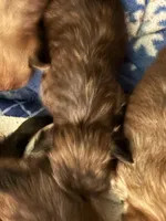 Fred, a male Maltese and Yorkshire Terrier for sale in Newport, PA – Photo 2 of 2