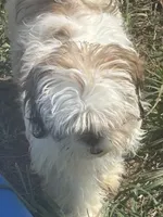 Cindy , a female Shih Tzu for sale in Newport, PA – 8 of 9