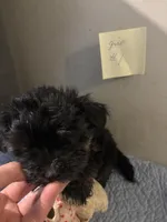 Madge, a female Yorkshire Terrier for sale in Newport, PA – 2 of 3