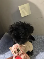 Madge, a female Yorkshire Terrier for sale in Newport, PA – 3 of 3