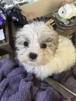 Bonnie, a female Mal Shi for sale in Newport, PA – 2 of 2