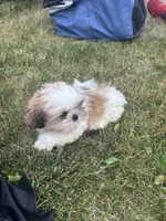 Pancake, a male Shih Tzu for sale in Newport, PA – 3 of 5