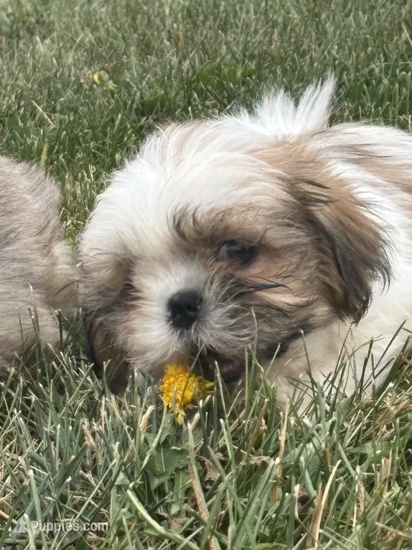 Pancake – Shih Tzu puppy for sale in Newport, PA