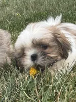 Pancake, a male Shih Tzu for sale in Newport, PA – 1 of 3
