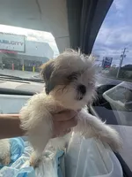Cindy , a female Shih Tzu for sale in Newport, PA – 3 of 6