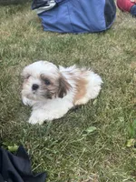 Pancake, a male Shih Tzu for sale in Newport, PA – 4 of 5