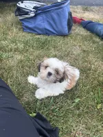 Pancake, a male Shih Tzu for sale in Newport, PA – 5 of 5