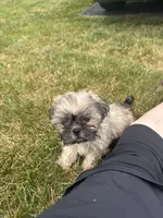 Girlie, a female Shih Tzu for sale in Newport, PA – 3 of 4