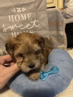 Malcolm, a male Morkie for sale in Newport, PA – Photo 2 of 3