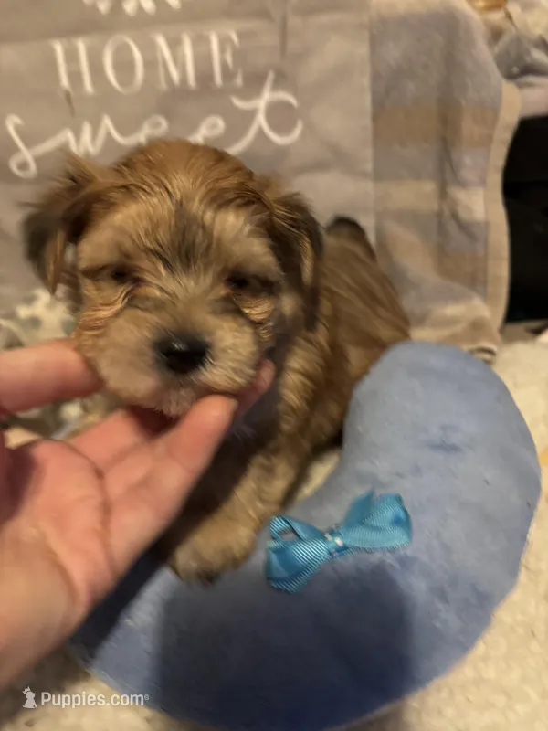 Malcolm, a male Morkie for sale in Newport, PA – Photo 1 of 3