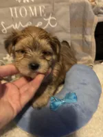 Malcolm, a male Morkie for sale in Newport, PA – Photo 1 of 3