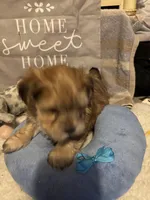 Malcolm, a male Morkie for sale in Newport, PA – Photo 3 of 3