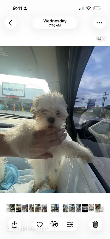 Cindy  – Shih Tzu puppy for sale in Newport, PA