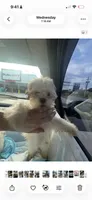 Cindy , a female Shih Tzu for sale in Newport, PA – 1 of 6