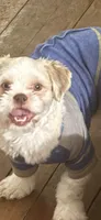 Cindy , a female Shih Tzu for sale in Newport, PA – 5 of 6