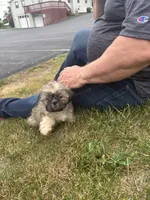 Girlie, a female Shih Tzu for sale in Newport, PA – 4 of 4