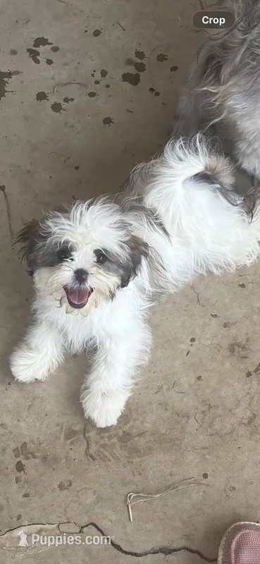 Daisy – Shih Tzu puppy for sale in Newport, PA