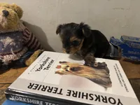 Penny, a female Yorkshire Terrier and Biewer for sale in Newport, PA – Photo 1 of 2