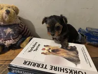 Penny, a female Yorkshire Terrier and Biewer for sale in Newport, PA – Photo 2 of 2