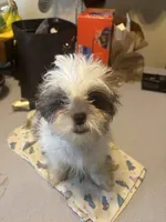 Daisy, a female Shih Tzu for sale in Newport, PA – 1 of 4