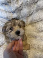 Tibet, a male Morkie for sale in Newport, PA – Photo 4 of 4
