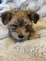 Tibet, a male Morkie for sale in Newport, PA – Photo 3 of 4