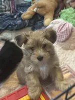 Tibet, a male Morkie for sale in Newport, PA – Photo 2 of 4