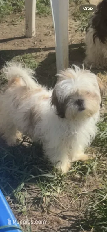 Cindy  – Shih Tzu puppy for sale in Newport, PA