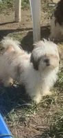 Cindy , a female Shih Tzu for sale in Newport, PA – 1 of 9
