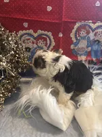 Baxter, a male Yorkshire Terrier and Biewer for sale in Newport, PA – Photo 4 of 4