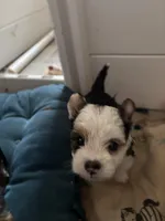 Baxter, a male Yorkshire Terrier and Biewer for sale in Newport, PA – Photo 1 of 4