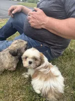 Pancake, a male Shih Tzu for sale in Newport, PA – 3 of 3