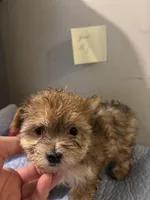 Mufasa, a male Morkie for sale in Newport, PA – 2 of 3