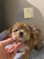 Mufasa, a male Morkie for sale in Newport, PA – 3 of 3