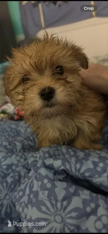 Mufasa – Morkie puppy for sale in Newport, PA