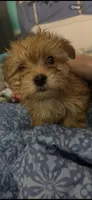 Mufasa, a male Morkie for sale in Newport, PA – 1 of 3