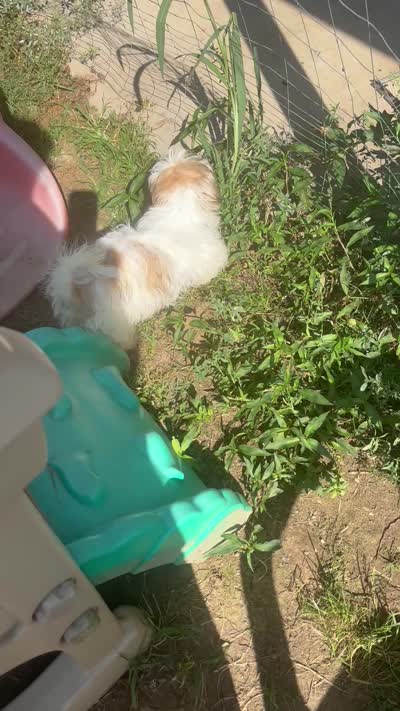 Cindy , a female Shih Tzu for sale in Newport, PA – 9 of 9